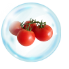 Potato